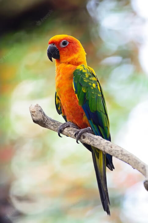Macaw Russian